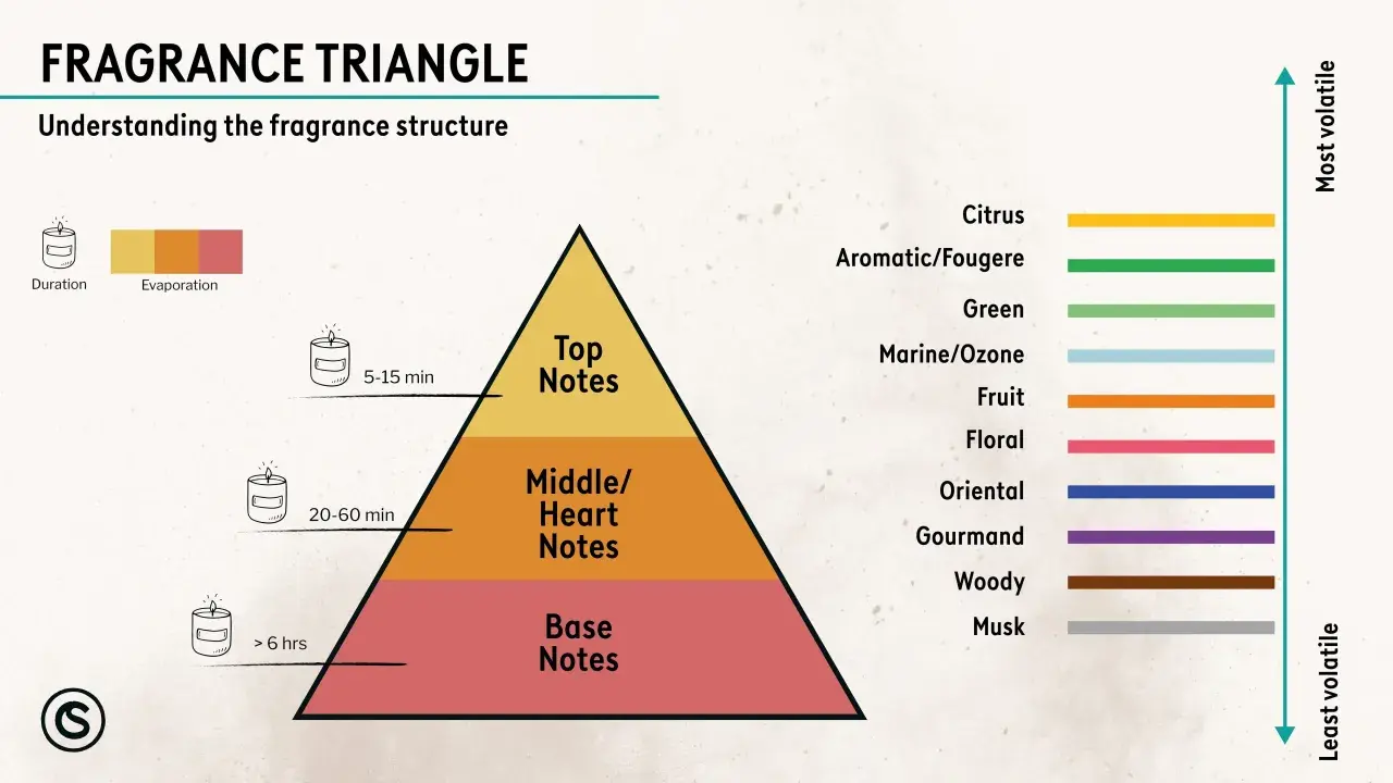 Duftpyramide: Kopfnote (5-15 Min.), Herznote (20-60 Min.) und Basisnote (> 6 Std.). Zeigt Duftnoten von Zitrus bis Moschus.
