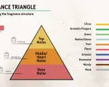 Duftpyramide: Kopfnote (5-15 Min.), Herznote (20-60 Min.) und Basisnote (> 6 Std.). Zeigt Duftnoten von Zitrus bis Moschus.
