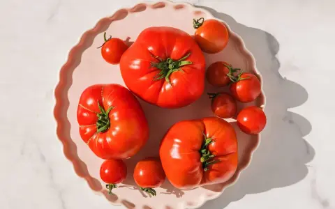 Frische Tomaten auf rosa Teller. Tomatensaft Wirkung Haut: Lycopin für jugendliche Haut.
