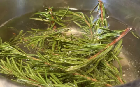 Frische Rosmarinzweige in klarem Wasser, bereit, um Rosmarinwasser für die Haare selber zu machen.