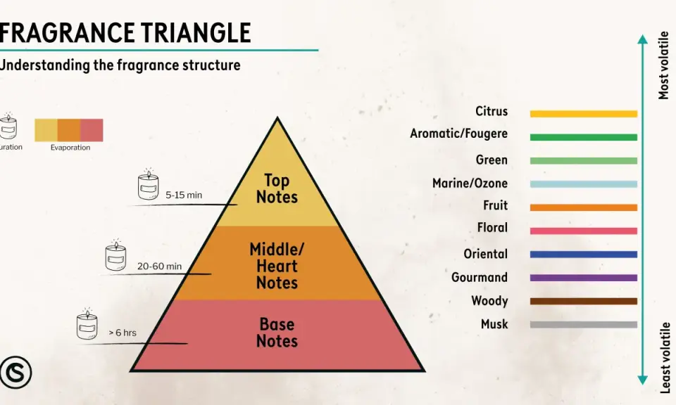 Duftpyramide: Kopfnote (5-15 Min.), Herznote (20-60 Min.) und Basisnote (> 6 Std.). Zeigt Duftnoten von Zitrus bis Moschus.