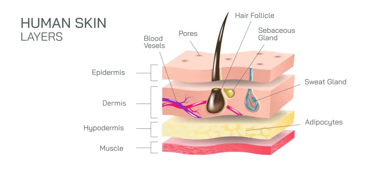 Der Aufbau der Haut: Epidermis, Dermis, Hypodermis und Muskelschicht mit Haarfollikel, Talgdrüse, Schweißdrüse und Blutgefäßen.